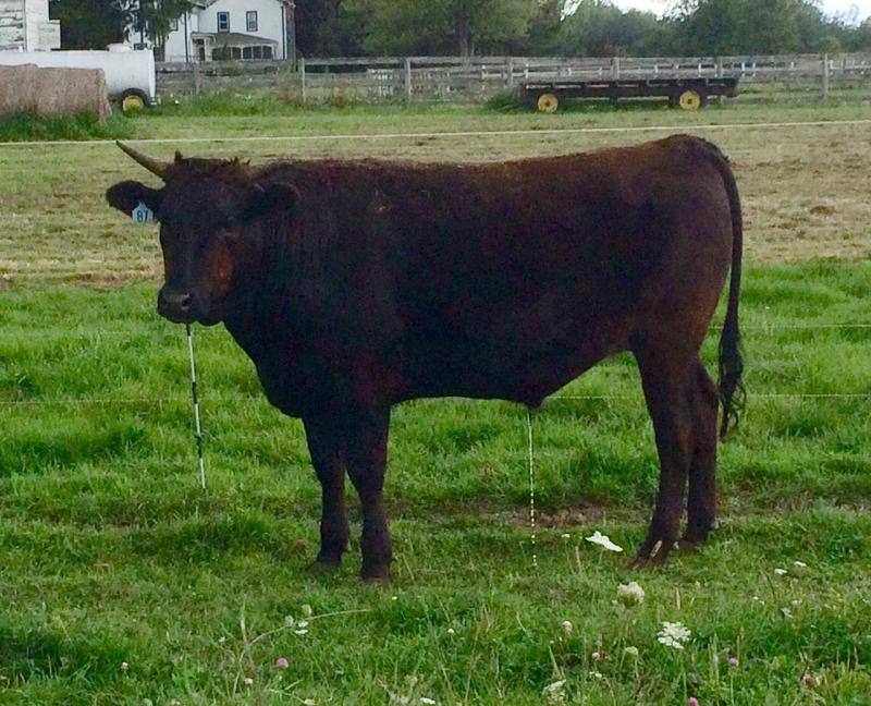 New York Wagyu Wagyu Beef for Sale